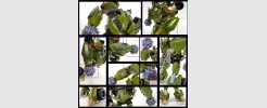 Labels for TF:Prime 1st Ed. Bulkead